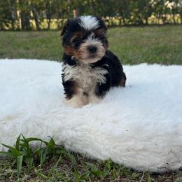 Yorkshire Terrier puppies from Puppies Forever 💙❤️🐶
