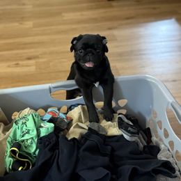 Pug Puppies from Wicked Kennel