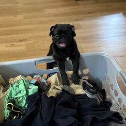 Pug Puppies from Wicked Kennel