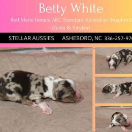 Betty White - Red merle female Australian Shepherd puppy in Asheboro, North Carolina from Stellar Aussies