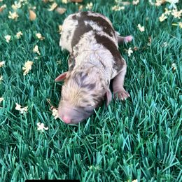 Belle - Red merle female Aussiedoodle puppy in Bakersfield, California from Annie's Aussies