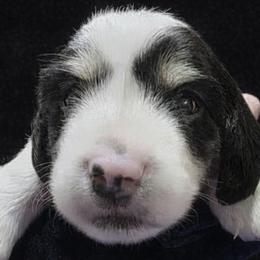 Baby Girl 3 - Dot - Piebald female Dachshund puppy in Salem, Oregon from Long'd Fore Dachshunds