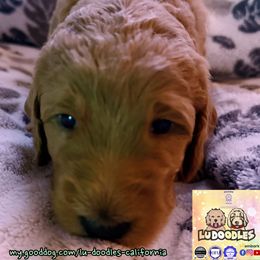 Seascape - Apricot male Goldendoodle puppy in Santa Cruz, California from Lu Doodles