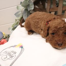 Poodle Puppies from Red Barn Moyen Poodles
