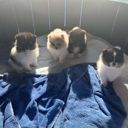 Pomeranian puppies from Starlight Poms