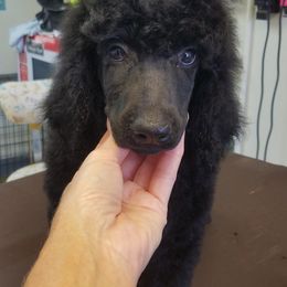 Poodle Puppies from MyTyme Kennels