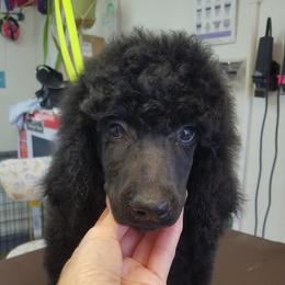 Poodle Puppies from MyTyme Kennels