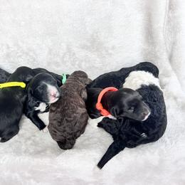 Portuguese Water Dog Puppies from Cornerstones Porties