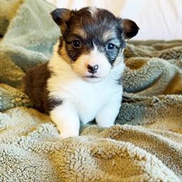 Misty - Black and tan female Pembroke Welsh Corgi puppy in Chubbuck, Idaho from Sunny J Corgis and Mini Americans