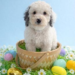 Finn - Merle male Cockapoo puppy in Crosby, Texas from Painted Rose Poodles and Doodles