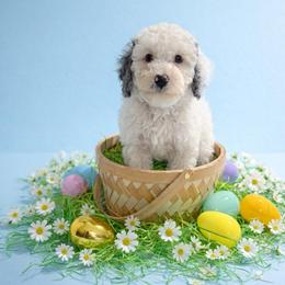 Finn - Merle male Cockapoo puppy in Crosby, Texas from Painted Rose Poodles and Doodles