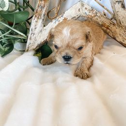 Cruize - Apricot male Cavapoo puppy in Marquand, Missouri from Perfectly Playful Doodles