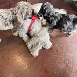 Golden Aussiedoodle and Goldendoodle Puppies from Law Doodles of SC