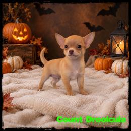 Count Droolcula - Fawn male Chihuahua puppy in Demorest, Georgia from Sourpatch Chihuahuas