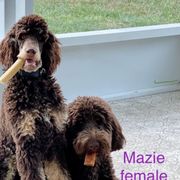 Bernedoodle puppies from Doodles of Tampa Bay
