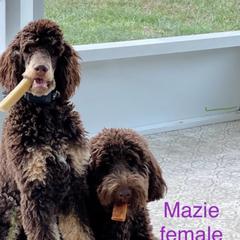 Bernedoodle puppies from Doodles of Tampa Bay