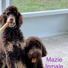 Bernedoodle puppies from Doodles of Tampa Bay