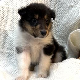Tiare - Black white and tan female Collie puppy in Beaver, Oklahoma from Lawson’s Lassies