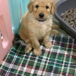 Goldendoodle Puppies from Bear Ridge Doodles