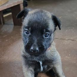 Indy's Purple - Mahogany female Belgian Malinois puppy in Berry, Alabama from North River k9