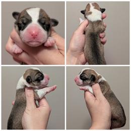 Usher - Sable and white male American Corgi puppy in Garrett, Indiana from Chloe's Colorful Corgis