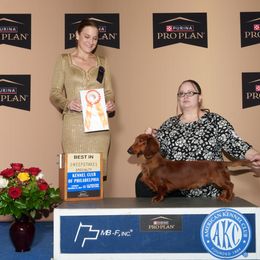 Brittany and Dachshund All Grown Up from Township Line Dachshunds & Brittanys