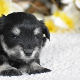 Labrador Retrievers and Miniature Schnauzers from 3M Kennels, LLC