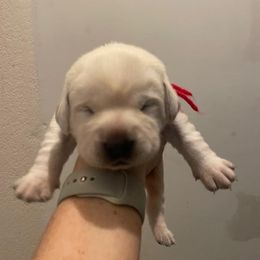 Girl 3 - Yellow Labrador Retriever puppy in Hutto, Texas from Texas Bluebonnet Labs