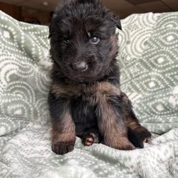 Crush - Black and red male German Shepherd puppy in Coplay, Pennsylvania from By My Side Germans Shepherds & Dobermans