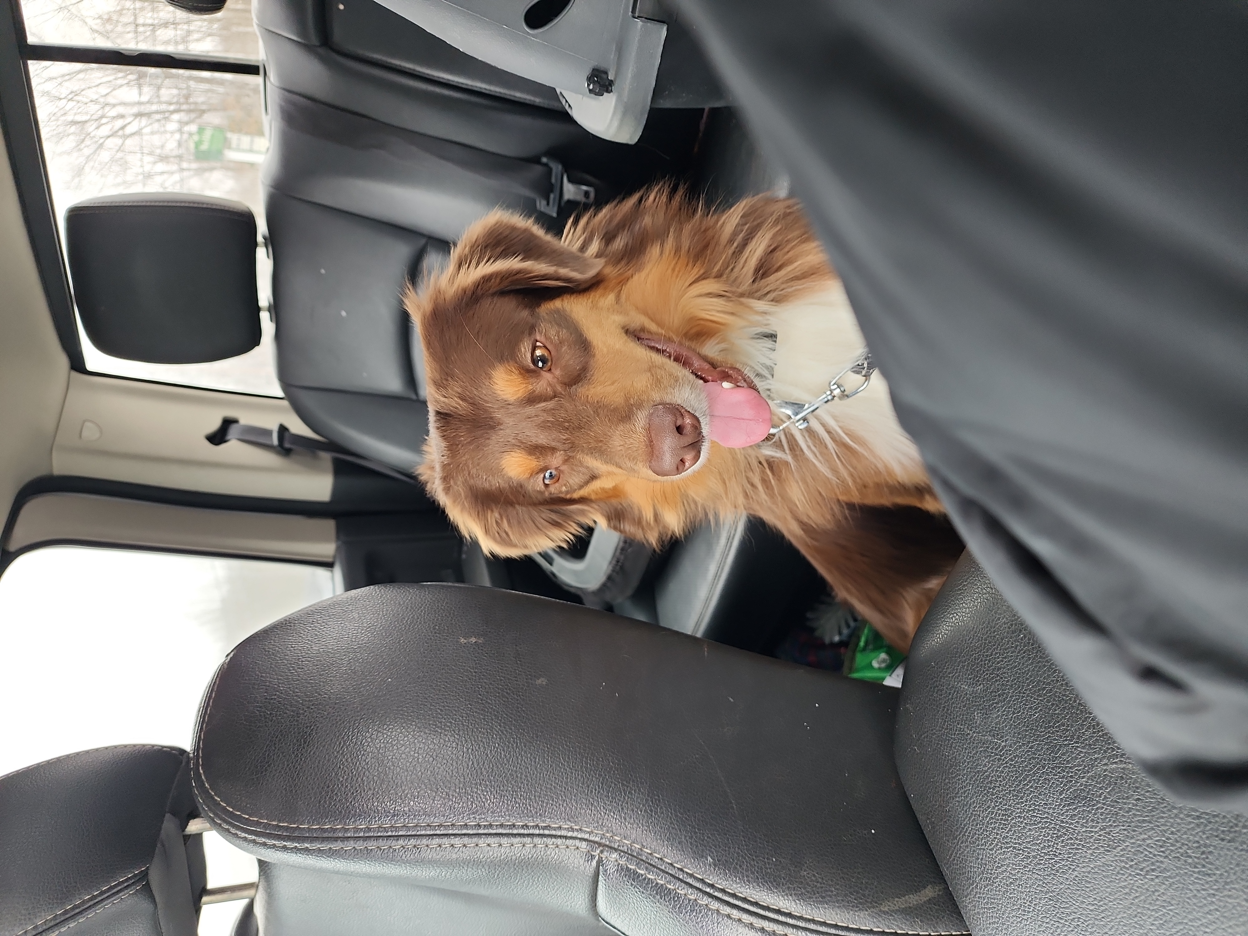 Loxley - Australian Shepherd