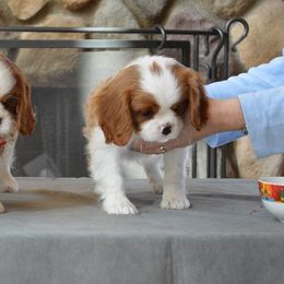 Cavalier King Charles Spaniel Puppies from Teresa Silva
