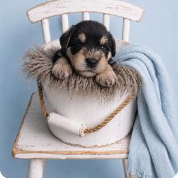 Mugsy - Black and silver male Miniature Schnauzer puppy in Winter Haven, Florida from The Blue Eyed Schnauzer