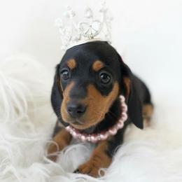 Dachshund Puppies from Draggin' Azz Ranch