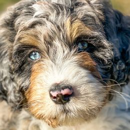 Assorted Doodle Crosses, Aussiedoodles, and Bernedoodles from WestPenn Doodles LLC