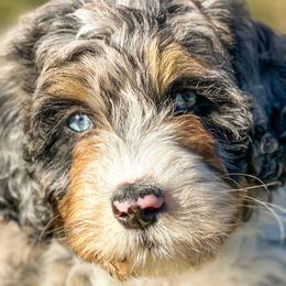 Assorted Doodle Crosses, Aussiedoodles, and Bernedoodles from WestPenn Doodles LLC