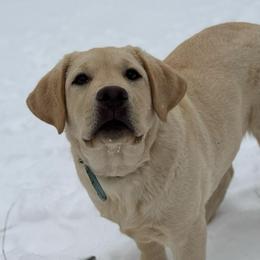 Leo - Yellow male Labrador Retriever puppy in Beaverdam, Virginia from Riverside Sunset Labrador Retrievers