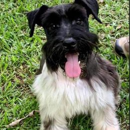 Oscar - Maltese