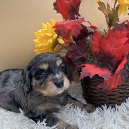 Cavapoos, Cockapoos, Goldendoodles, and Maltipoos from Loris Pampered Pooches💕