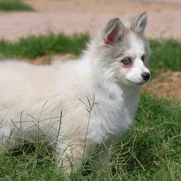 Grace - Wolf sable female Pomsky puppy in Mesa, Arizona from Platinum Pomskies