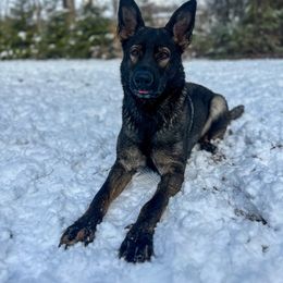 German Shepherd puppies from Spitze German Shepherds