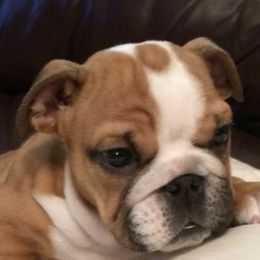 Bulldogs from By-Buls Kennel