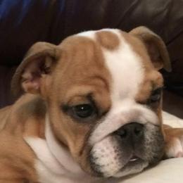 Bulldogs from By-Buls Kennel