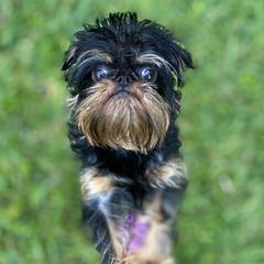Zelda - Brussels Griffon