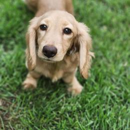 Jackie - Dachshund