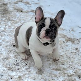 French Bulldog Puppies from Jessicah's Frenchies Howell Michigan