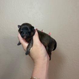 Max - Orange sable male Pomeranian puppy in Phoenix, Arizona from Luxpomz