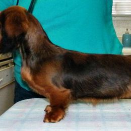 Dachshund Puppies from Jamie's Dachshunds