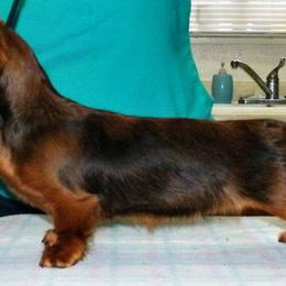Dachshund Puppies from Jamie's Dachshunds