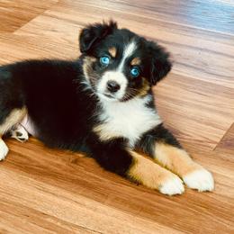 Australian Shepherd Puppies from Outback Mini Aussies