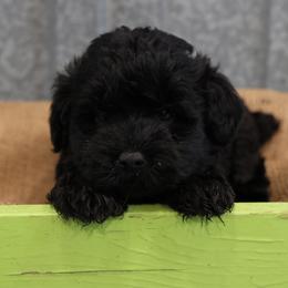 Kyla - Black female Whoodle puppy in West Bend, Iowa from Blue Skies Terriers